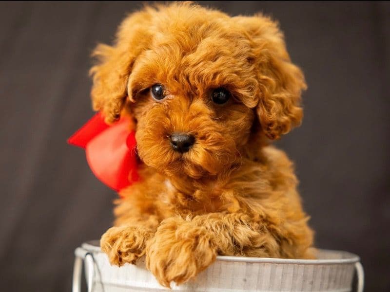 Muffin primary photo