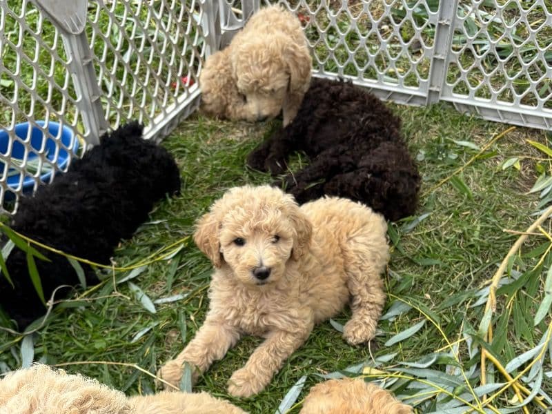 Poodle primary photo