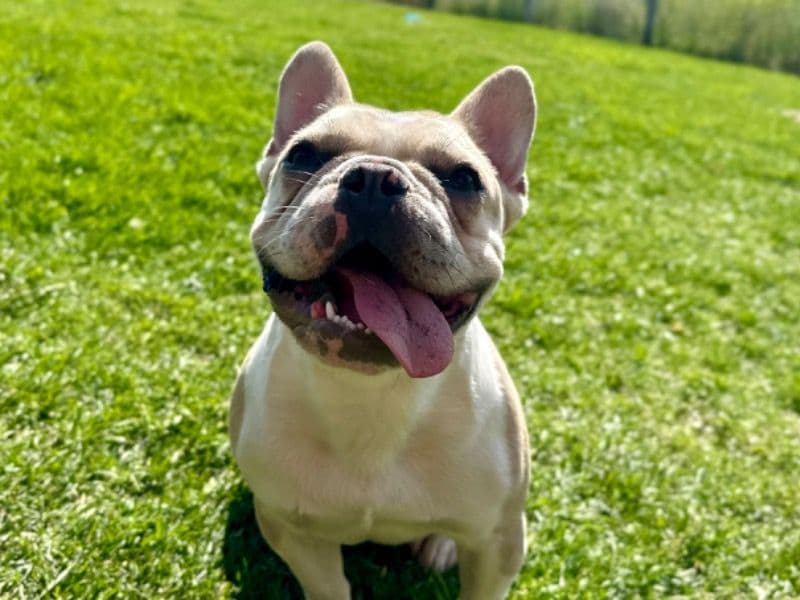 Yoda primary photo