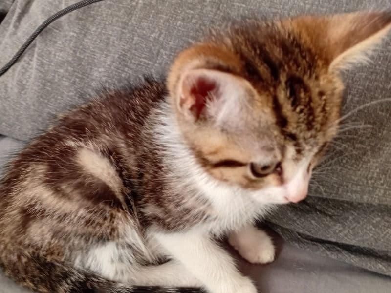 Tabby 5 months old female named Smokey for sale in Wrexham Principal Area, Wales | Petmeetly
