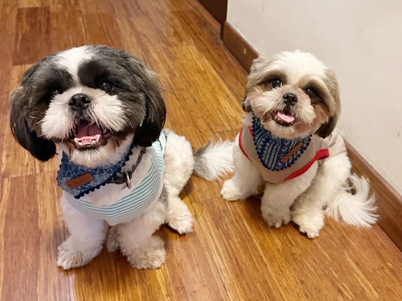 Alpha And Ace primary photo