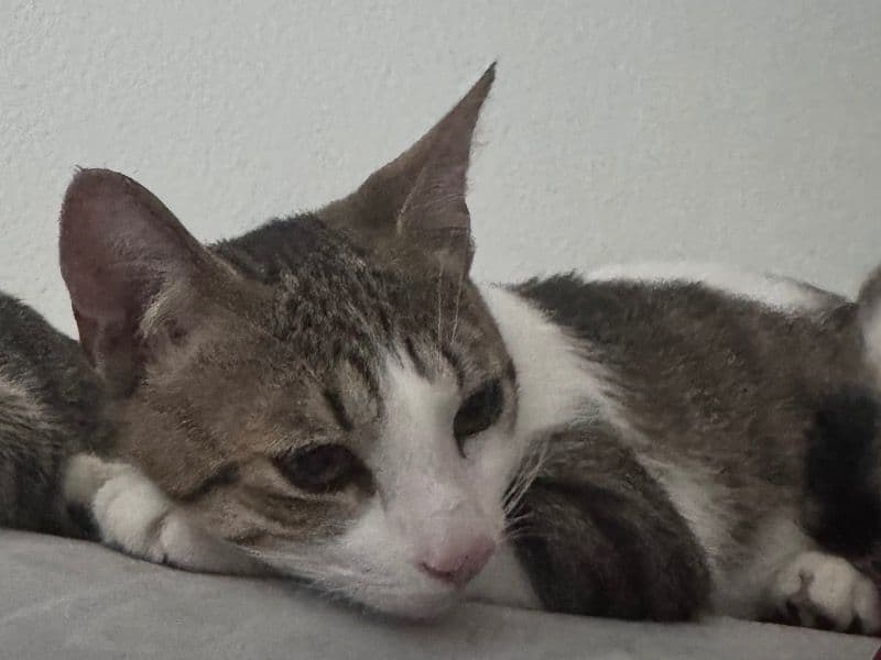 Stewie primary photo
