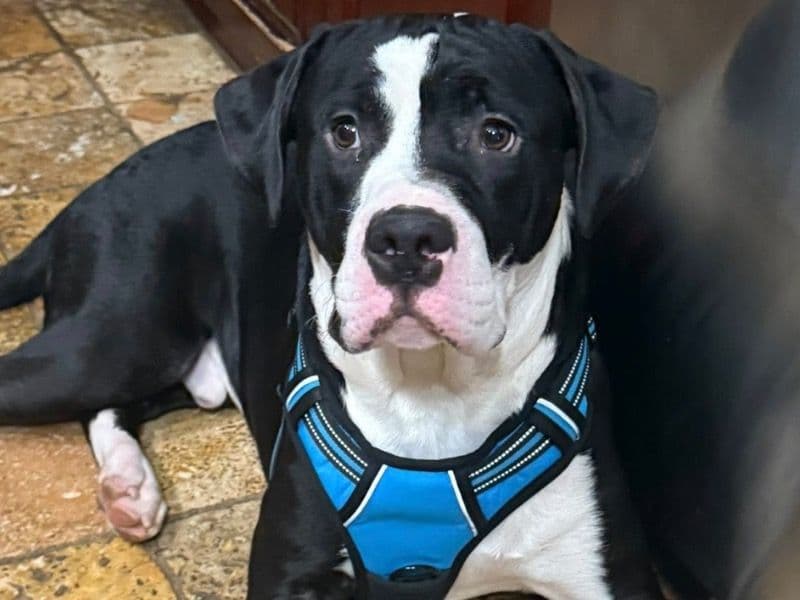 Boxer 2 years 1 month old male medium named Prince for sale in Morris County, New Jersey | Petmeetly