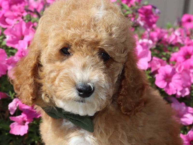 Poodle 2 years old female small named Chase for sale in Igabi, Kaduna | Petmeetly