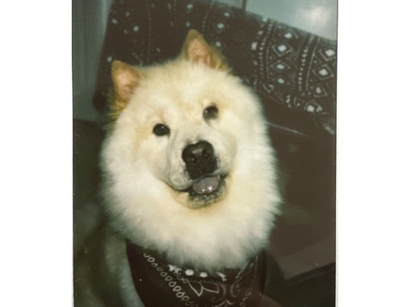 Leo primary photo