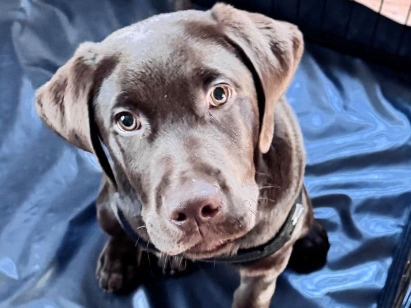 Coco primary photo