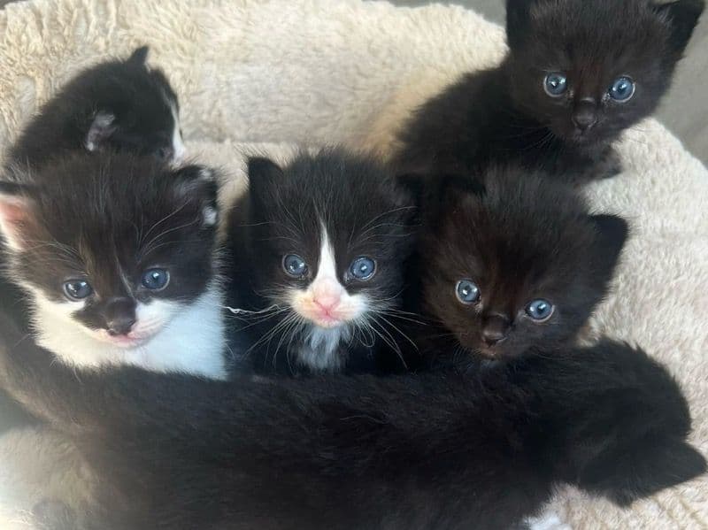 Blue primary photo