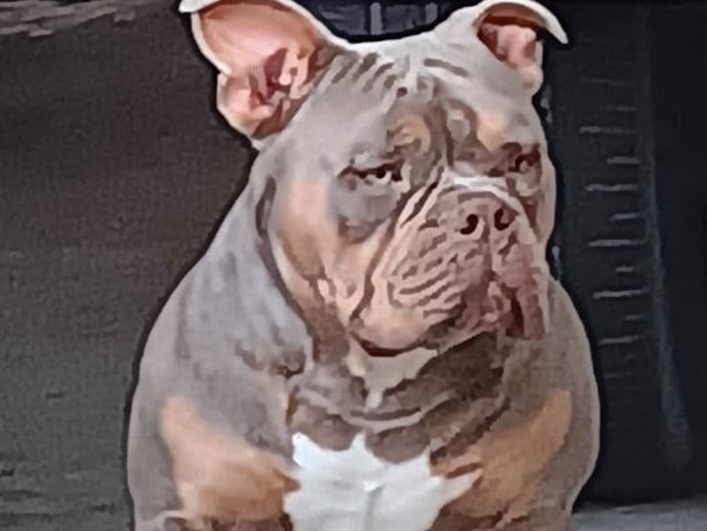 Butterball primary photo