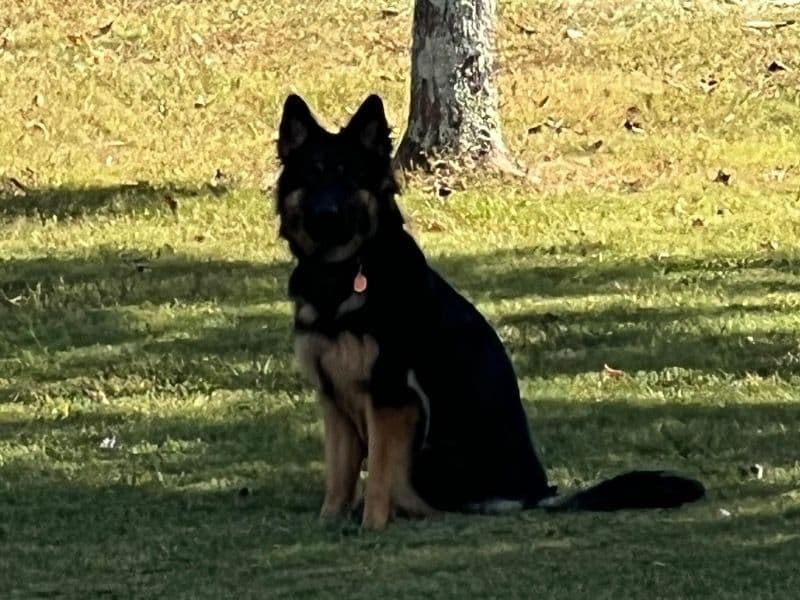 Bella primary photo