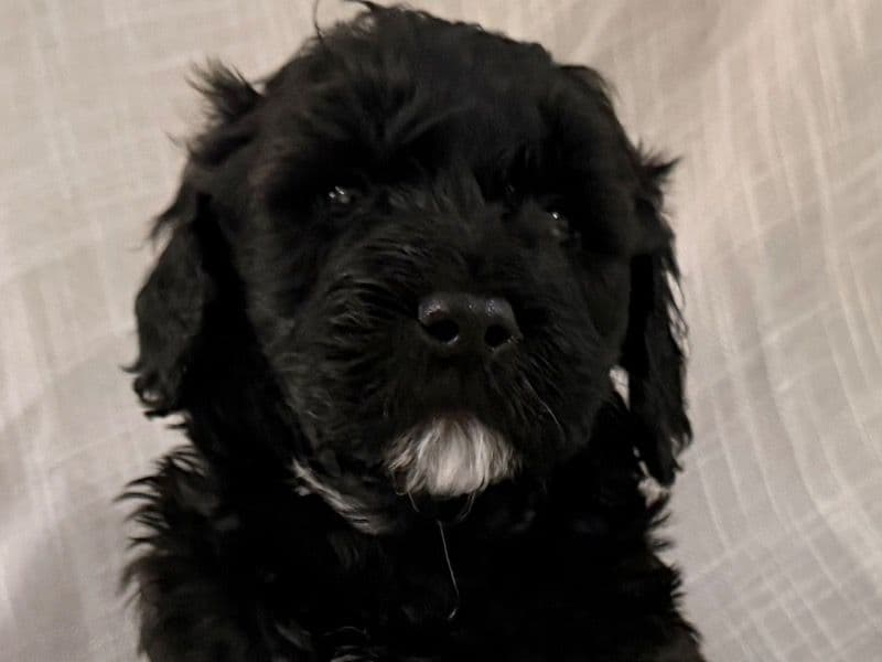 Goldendoodle 1 month old male large named King Tux for sale in Wise County, Virginia | Petmeetly