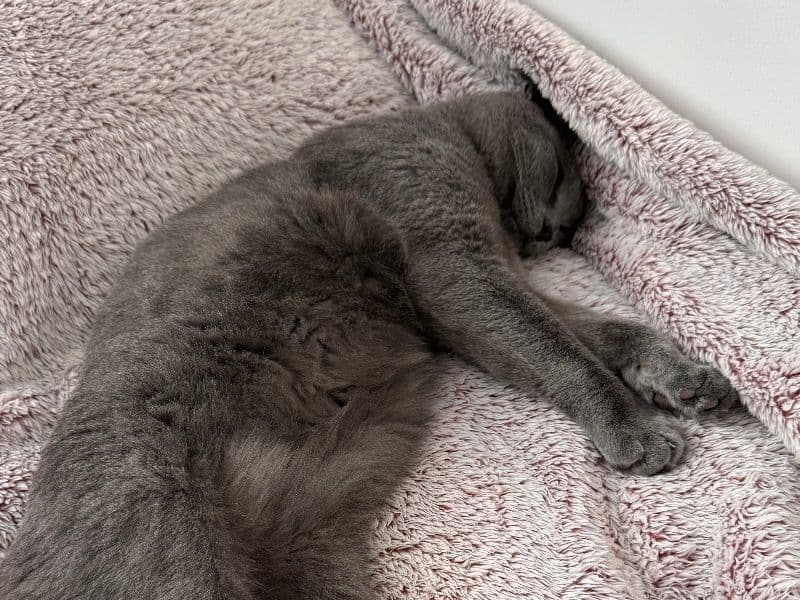 Norwegian Forest Cat 2 years 7 months old male named Luka for sale in Essex, England | Petmeetly