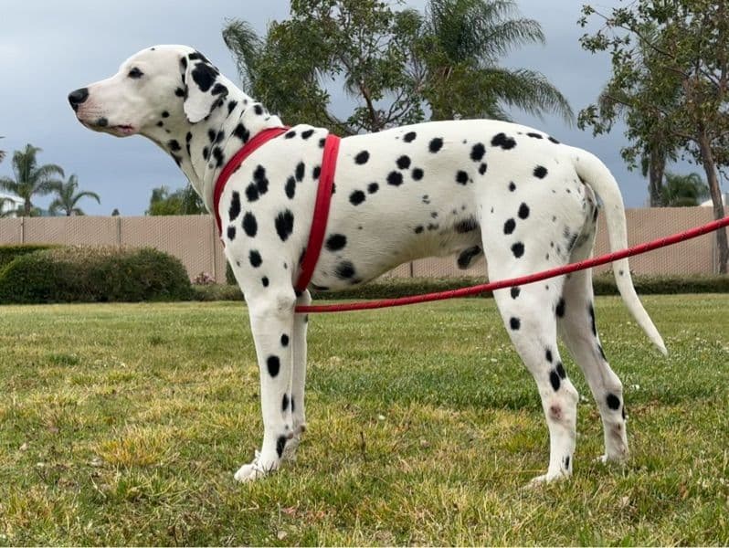 Oreo primary photo