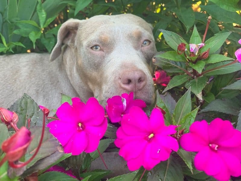 American PitBull Terrier 1 year 4 months old female small named Chloe for sale in Hamilton, Ontario | Petmeetly