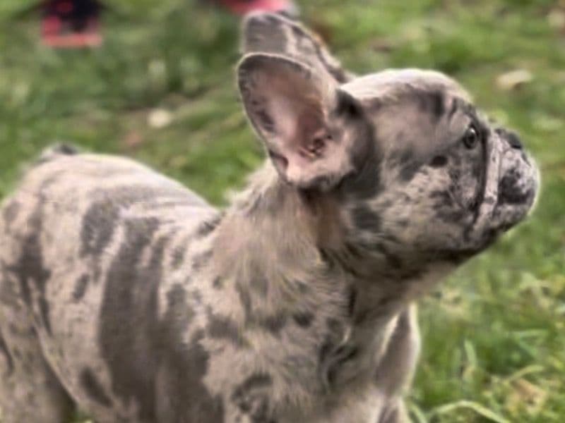 French Bulldog 10 months old female small named Gloria for sale in Franklin County, Ohio | Petmeetly