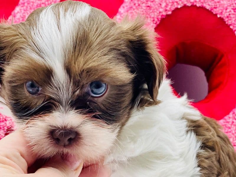 Shorkie 2 months old male small named Oso for sale in Orange County, New York | Petmeetly