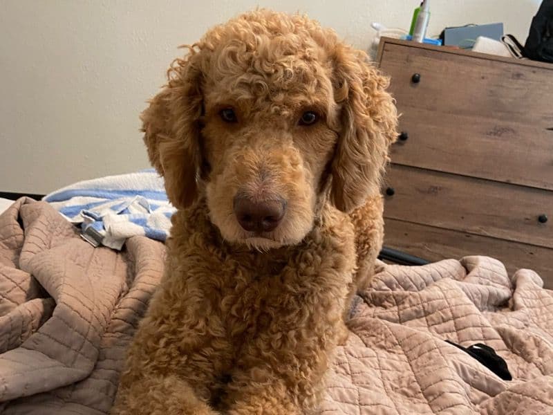 Max primary photo