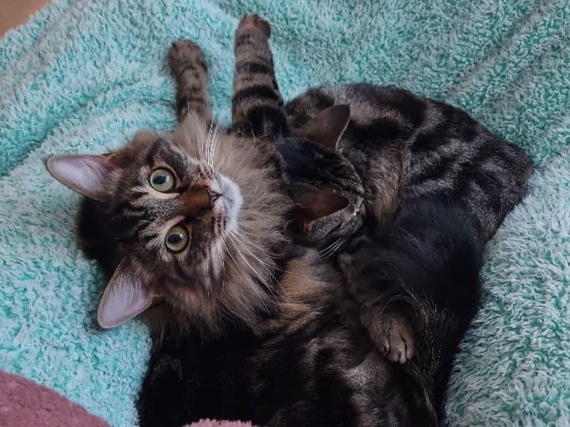 Nala primary photo