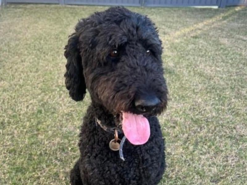 Golden Retriever 9 years 4 months old male large named Baloo for adoption in City of Moreton Bay, Queensland | Petmeetly