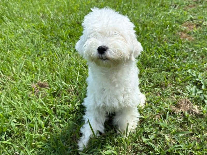 Perla primary photo