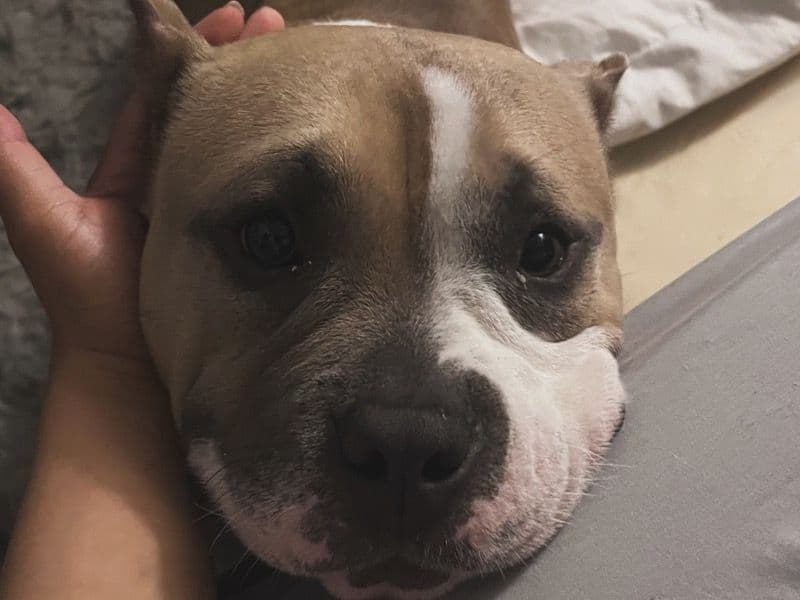 American Bulldog 5 years 1 month old female small named Tiny for sale in Portsmouth, Virginia | Petmeetly