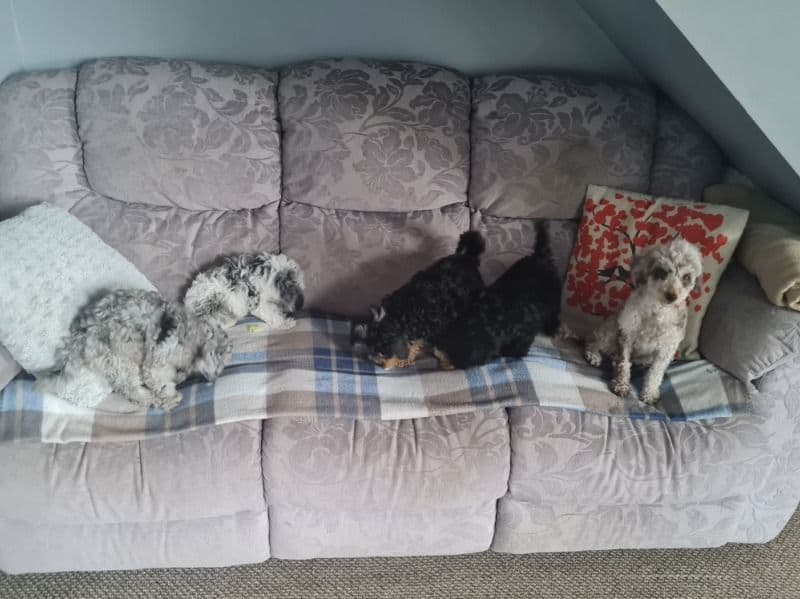 4 Beautiful Girl Poodle Puppies primary photo