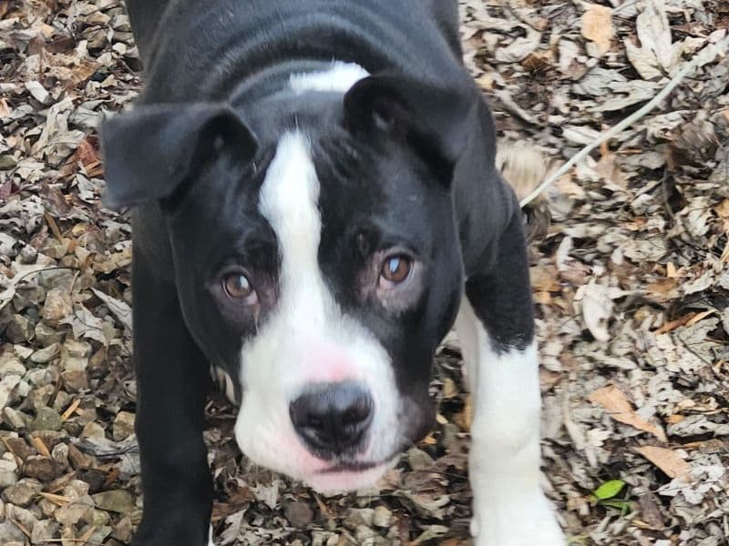 American Staffordshire Terrier 9 months old male medium named Mellow for adoption in Clark County, Indiana | Petmeetly