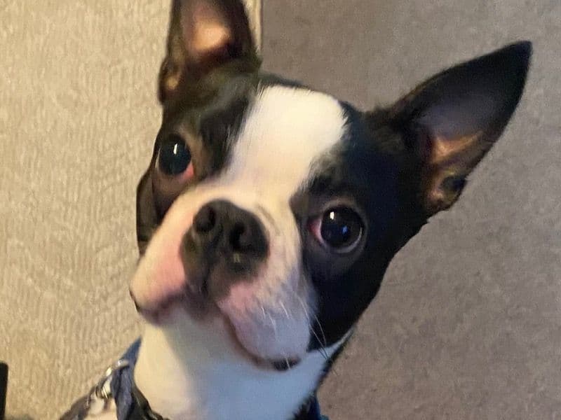 Barkley primary photo