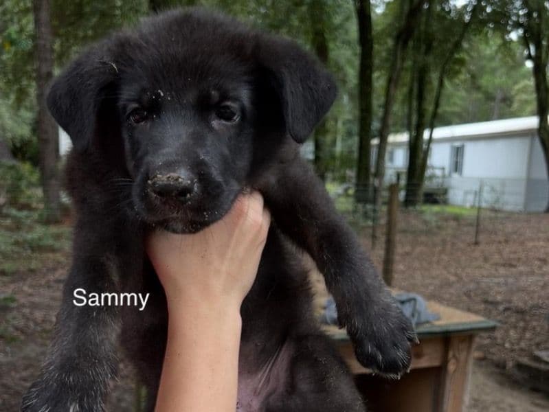 Sammy primary photo