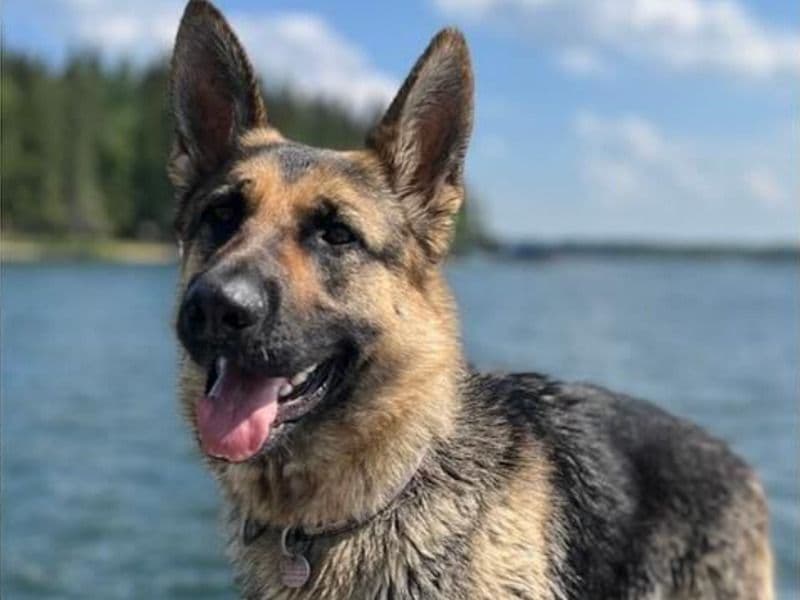 German Shepherd 4 years 9 months old female large named Roxy for breeding in Corman Park No. 344, Saskatchewan | Petmeetly