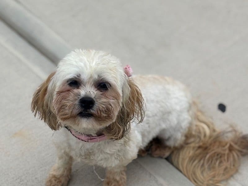 Bella primary photo
