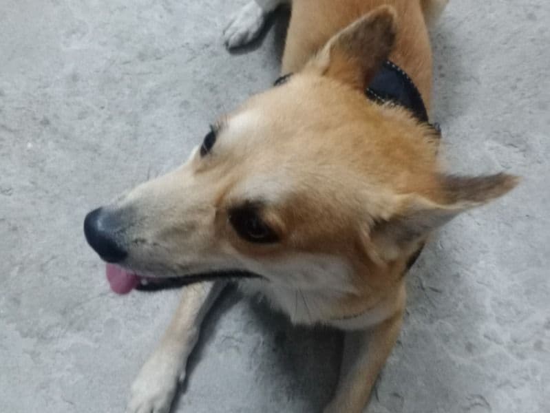 Bruno primary photo