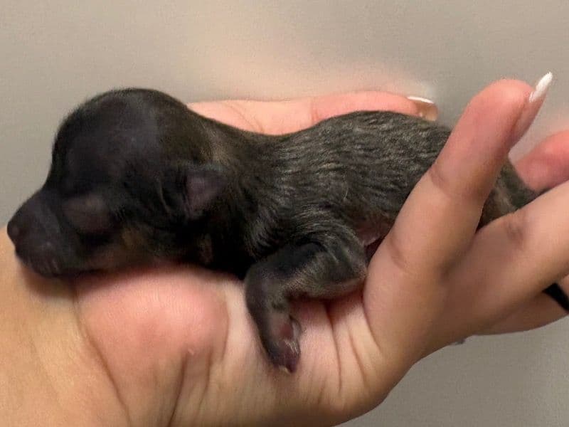 Pomeranian 0 months old female small named Muffin for sale | Petmeetly