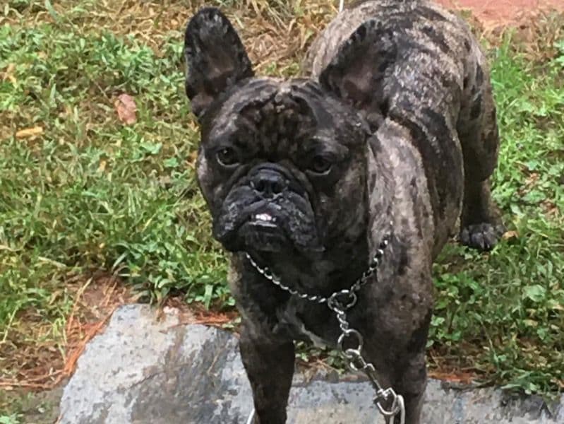 Prince Louie primary photo