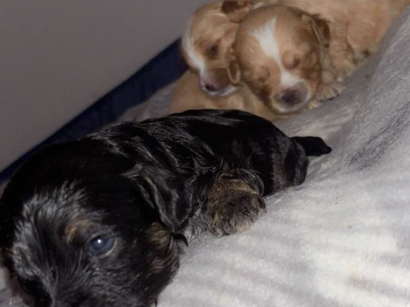 Malshi-poo Pup primary photo