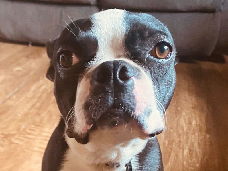 Pickles primary photo