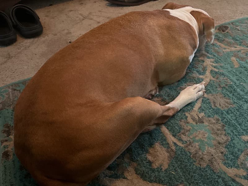 Kona primary photo