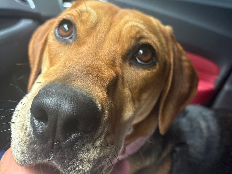 Mountain Cur 1 year 3 months old female medium named Chelsea for adoption in Guilford County, North Carolina | Petmeetly