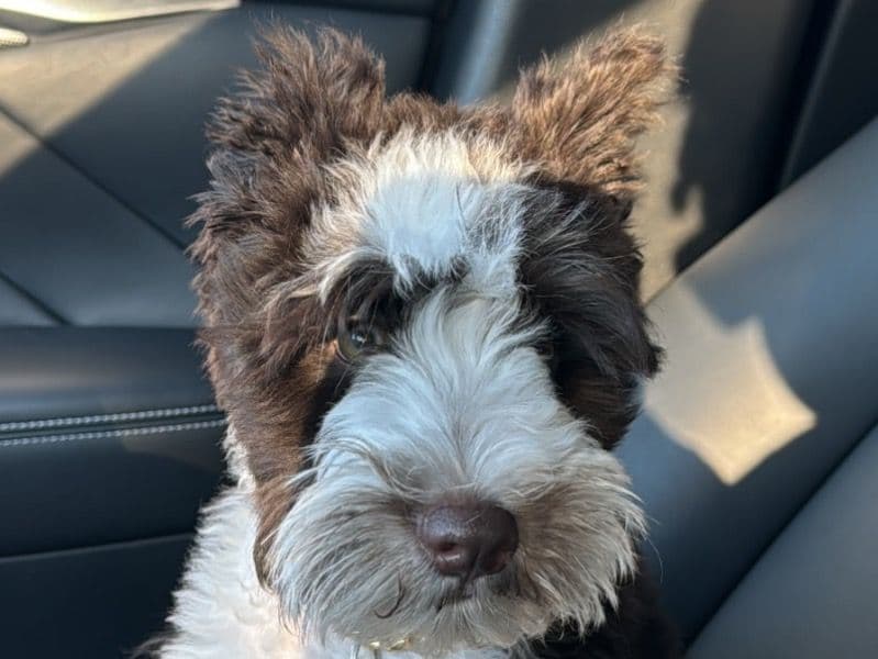 Rylo Blue primary photo