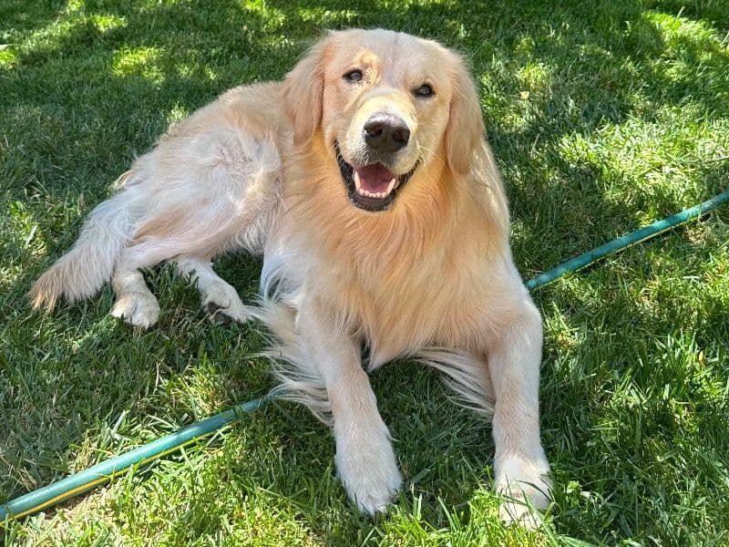 Golden Retriever 2 years old male medium named Duke for breeding in Santa Clara County, California | Petmeetly