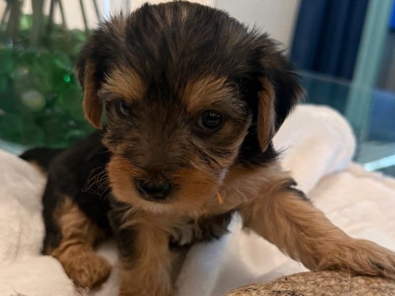 Bella primary photo