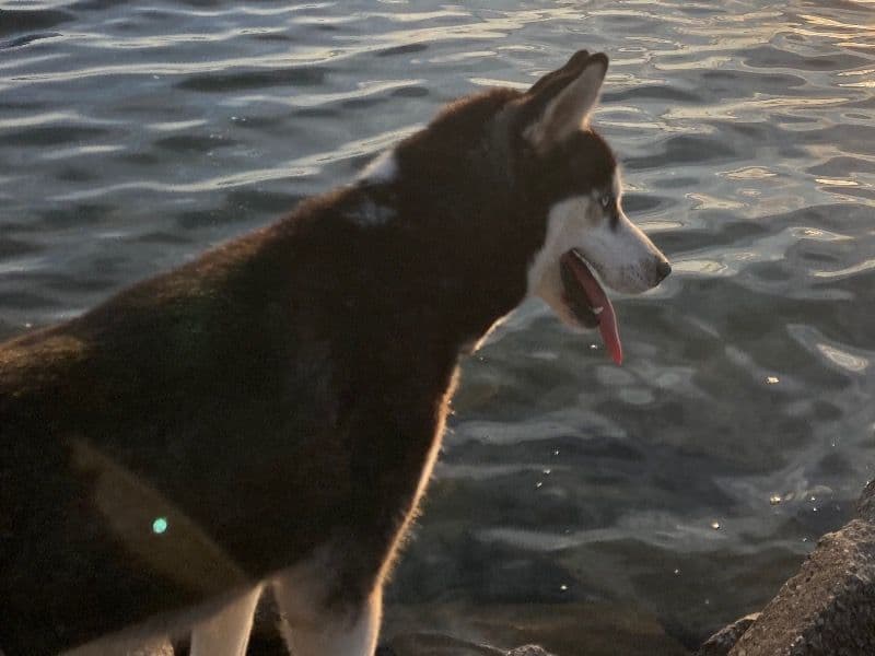 Nala primary photo