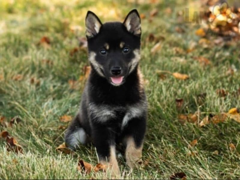 Kona primary photo