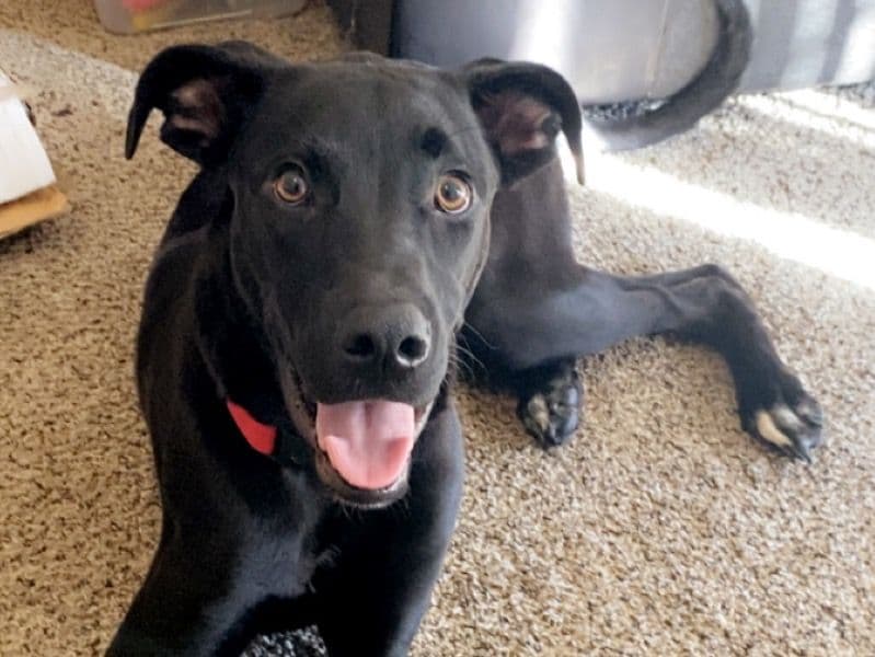 Labrador Retriever 10 months old male medium named Kodak for adoption in Jefferson County, West Virginia | Petmeetly