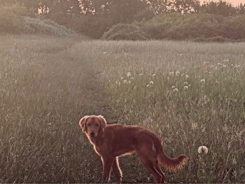 Golden Retriever 1 year old male large named Dexter for breeding in Bedford, England | Petmeetly