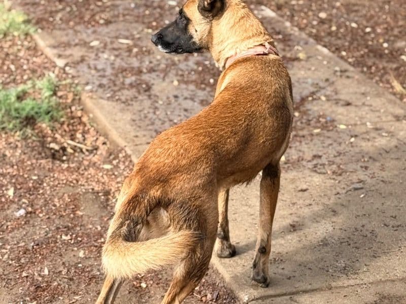 Belgian Malinois 3 years old female large named Blazita for adoption in Los Angeles County, California | Petmeetly