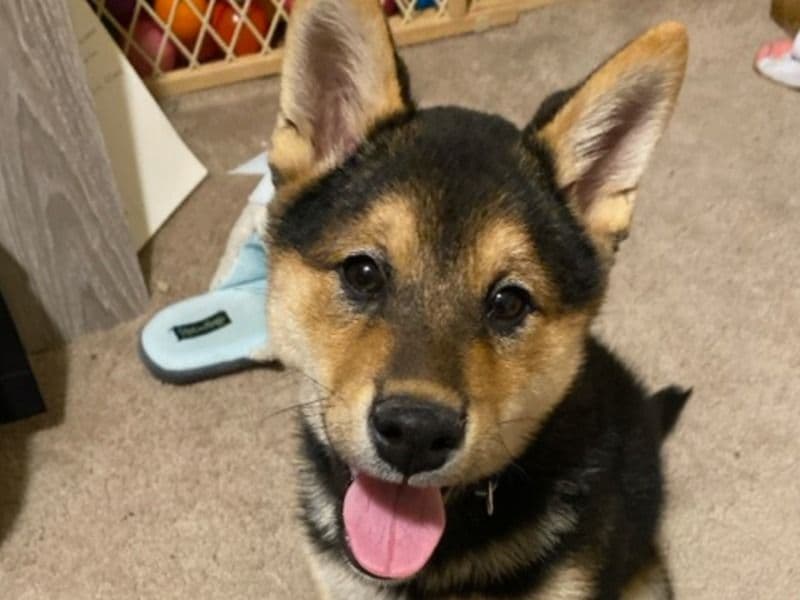 Chip primary photo
