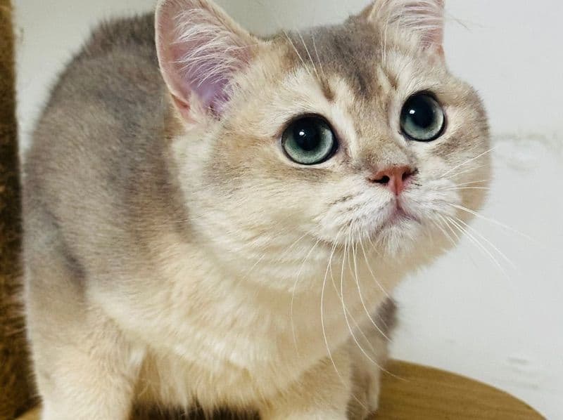 British Shorthair 8 months old male named Loki for sale | Petmeetly