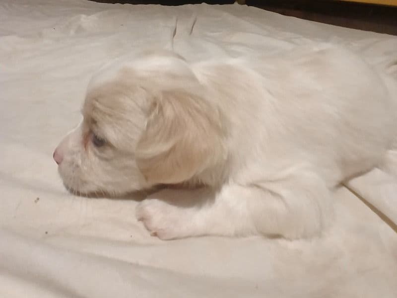 Baby Boy primary photo