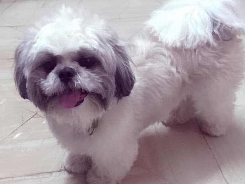 Oreo primary photo