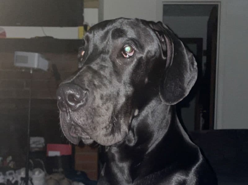 Zeus primary photo